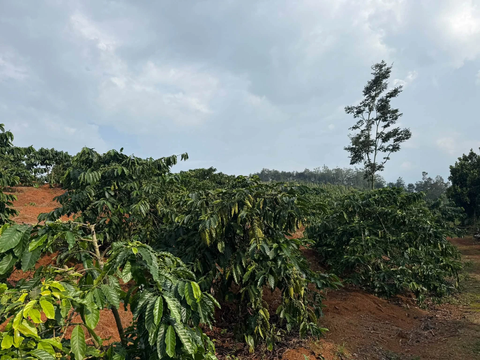 Bán đất 25000m² (2.5ha) tại Đắk Song, giá 4.3 tỷ - Ảnh 1