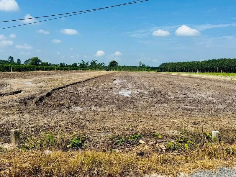 Bán đất vườn 5x100m (500m2) đường nhựa 8m tại Phường Bình Minh, Tây Ninh