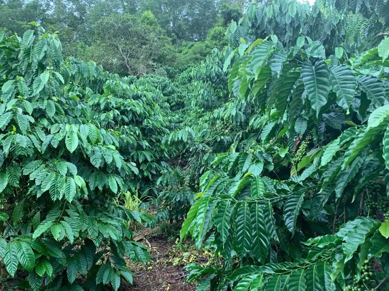 Bán 5,7 ha đất vườn cà phê có sổ hồng tại xã Đăk Mil, Lâm Đồng