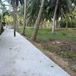 Bán đất vườn dừa 512m² mặt tiền ô tô tại Hòa Lộc - Ảnh thu nhỏ 4
