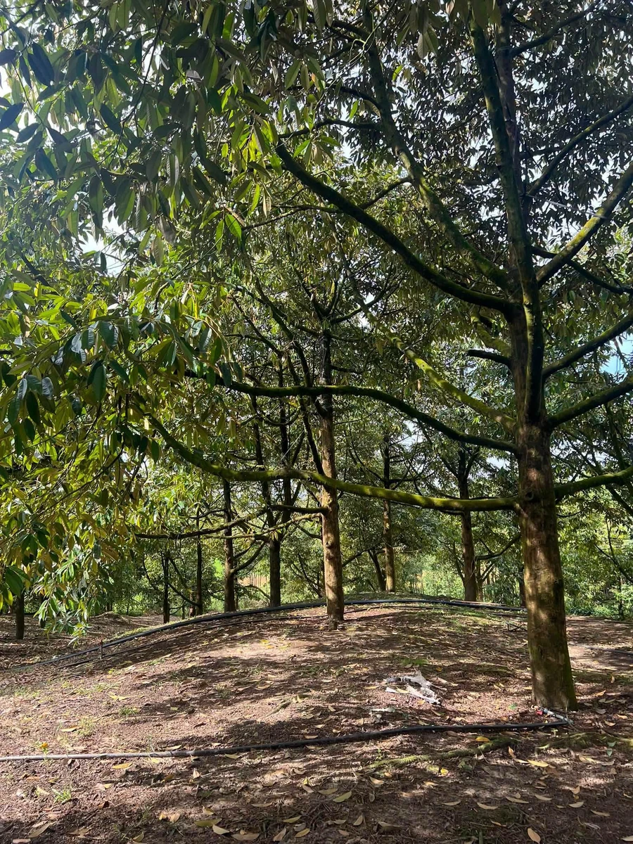 Bán vườn sầu riêng 12 năm, 12.854m², Phú Lâm, Đồng Nai - Ảnh thu nhỏ 3
