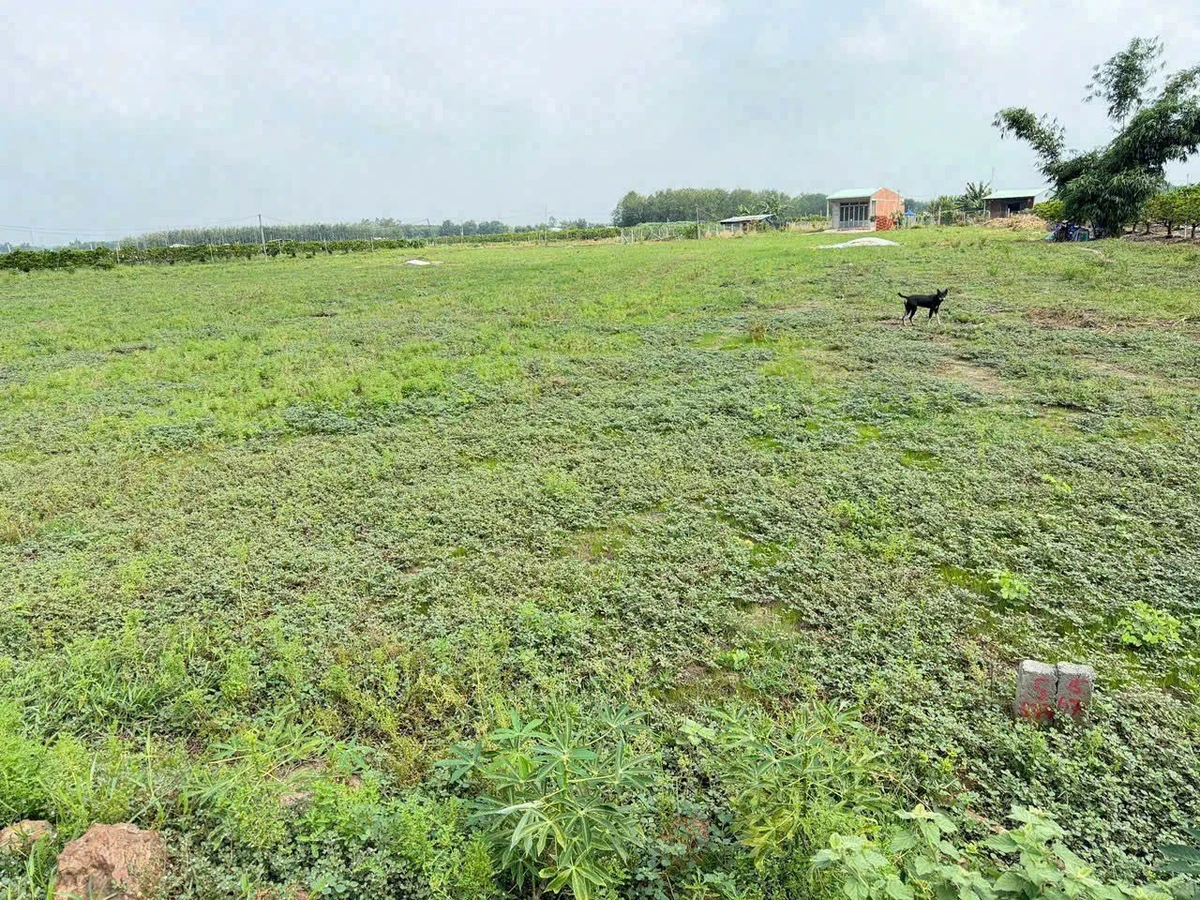 Bán lô đất liền kề 1000m2 Thạnh Lợi Bình Minh Tây Ninh - Ảnh thu nhỏ 2