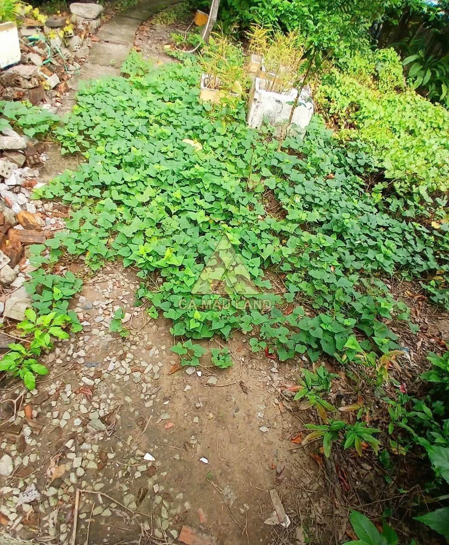 Đất bán Cà Mau 80m² mặt kênh Rạch Rập 600 triệu - Ảnh thu nhỏ 3