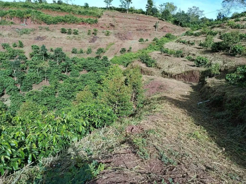 Bán đất rẫy 1,3 ha trồng cà phê, sầu riêng tại Cư Né, Krông Búk, Đắk Lắk - Ảnh thu nhỏ 2