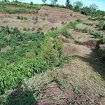 Bán đất rẫy 1,3 ha trồng cà phê, sầu riêng tại Cư Né, Krông Búk, Đắk Lắk - Ảnh thu nhỏ 2