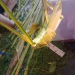 Bán đất Nguyễn Văn Tạo Hiệp Phước Nhà Bè 368m2 5 tỷ - Ảnh thu nhỏ 2