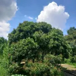 Bán đất tại Tân Hội, Vĩnh Long 3,5 tỷ, 2849m2, có 100m2 đất ở, view đẹp, chính chủ - Ảnh thu nhỏ 16