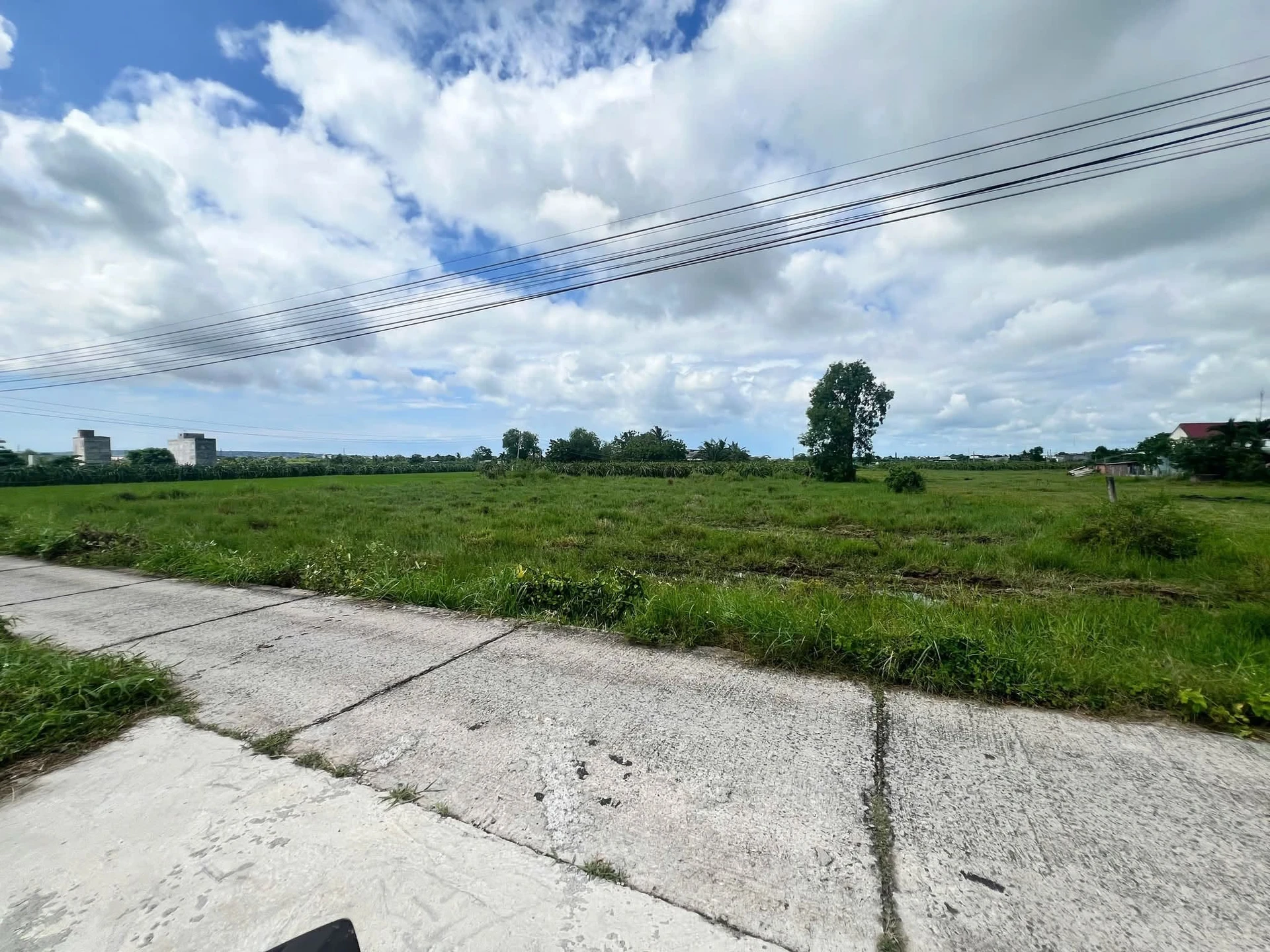 Bán đất cây trồng 1650m² Hàm Chính Nhà Bè - Ảnh 1