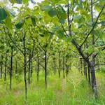 Bán đất 3,8 hecta Hiệp Bình Hóc Môn, gần Bách Huê - Ảnh thu nhỏ 3