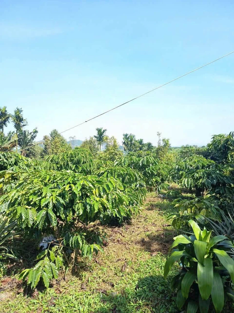Bán đất 5000m² có nhà kho tại Bảo Lộc, giá 6 tỷ 5 - Ảnh thu nhỏ 3