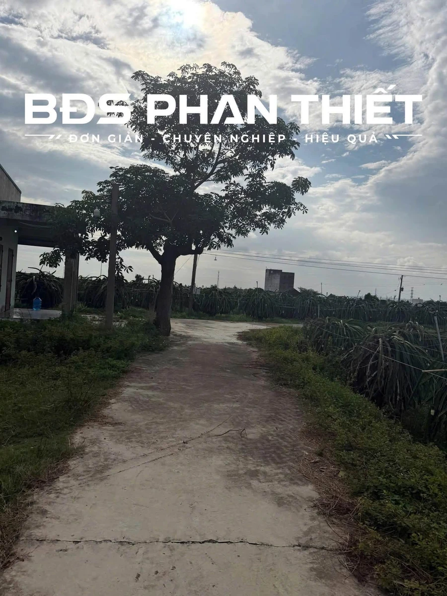 Bán đất vườn Hàm Liêm 976m² đường bê tông 5m - Ảnh thu nhỏ 5