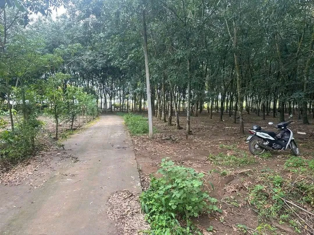 Bán đất nền 4300m2 mặt tiền 5m50 Đồng Xoài 395 triệu - Ảnh 1