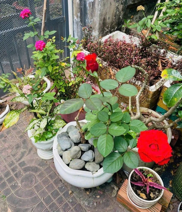 Bán đất mặt tiền Hoàng Minh Giám 5x20m, 100m², Quận 12 langbiang