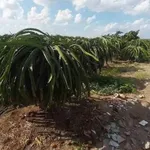 Bán đất thổ cư 660m2 ấp Mỹ Xuân, xã Dương Xuân Hội, Châu Thành, Long An giá 300 triệu - Ảnh thu nhỏ 2