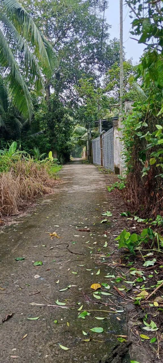 Bán 3 công 8 đất vườn dừa xiêm view rạch, ngang 20m, Phú An Hòa, gần KCN Giao Long - Ảnh 1