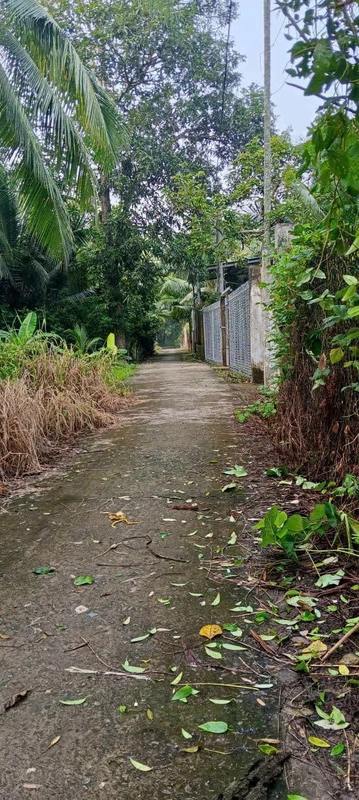 Bán 3 công 8 đất vườn dừa xiêm view rạch, ngang 20m, Phú An Hòa, gần KCN Giao Long