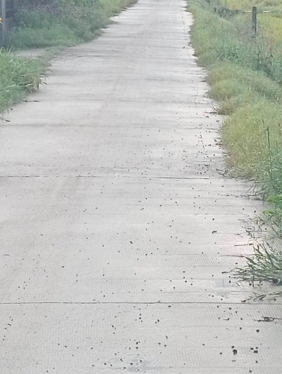 Bán lô đất thổ cư 2000m2 Thủ Thừa Long An - Ảnh 1