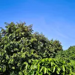 Bán đất 3ha sổ sách trồng sầu riêng cafê Lâm Đồng - Ảnh thu nhỏ 3