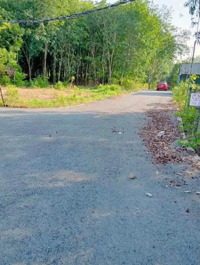 Bán đất 4.395m2 cây lâu năm mặt tiền 33m đường nhựa tại Phú An, Bến Cát - Ảnh thu nhỏ 2