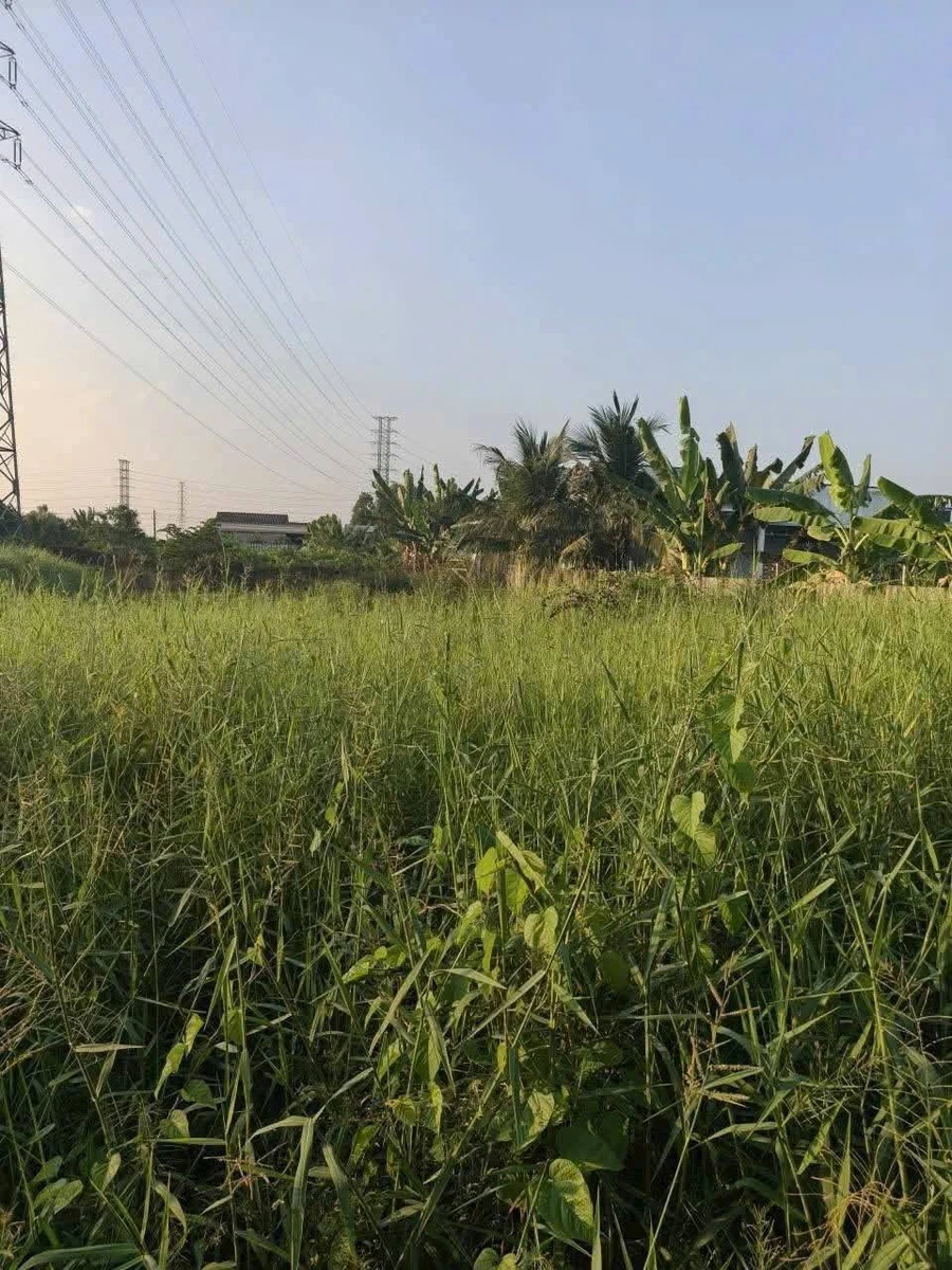 Bán lô đất 198,5m2 thổ cư giá 299 triệu tại Nhựt Chánh, Bến Lức, Long An - Ảnh thu nhỏ 4