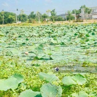 Bán nền LK7 đối diện công viên giá 1,25 tỷ - 0907 262 *** (Tuấn chính chủ) - Ảnh thu nhỏ 4