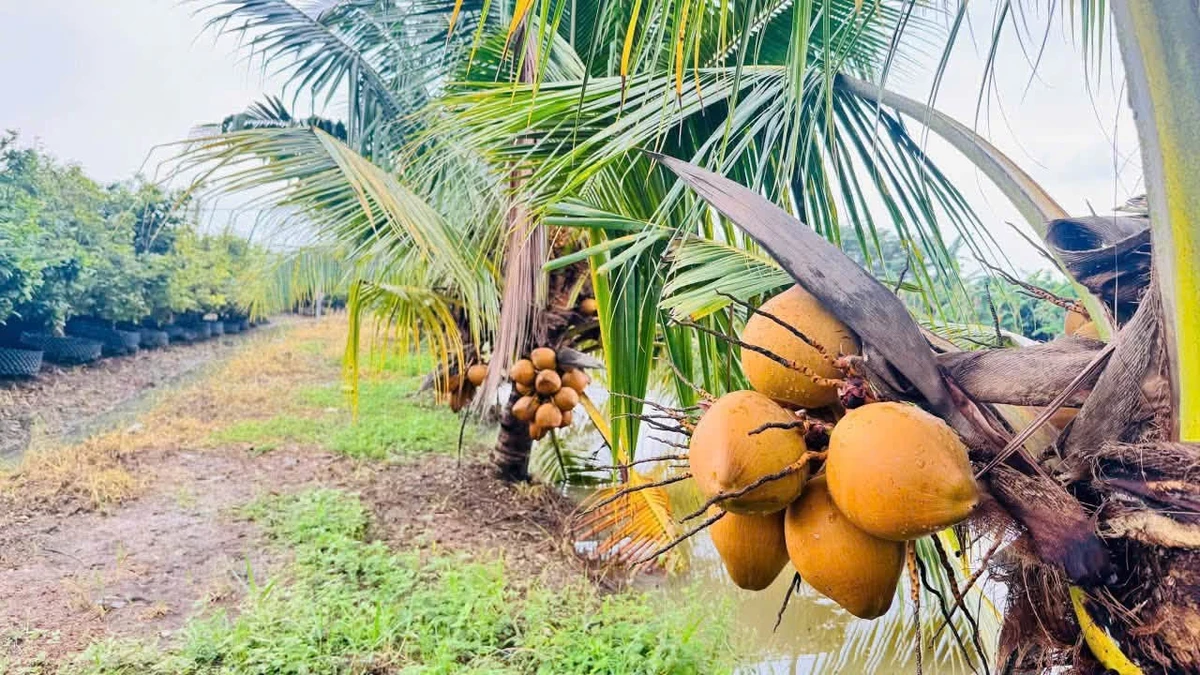 Bán vườn mai gần 2 hecta Tân Triều Đồng Nai 24 tỷ - Ảnh 1