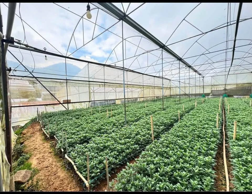 Bán lô đất 800m² Làng hoa Thái Phiên, Đà Lạt 3.6 tỷ - Ảnh thu nhỏ 2