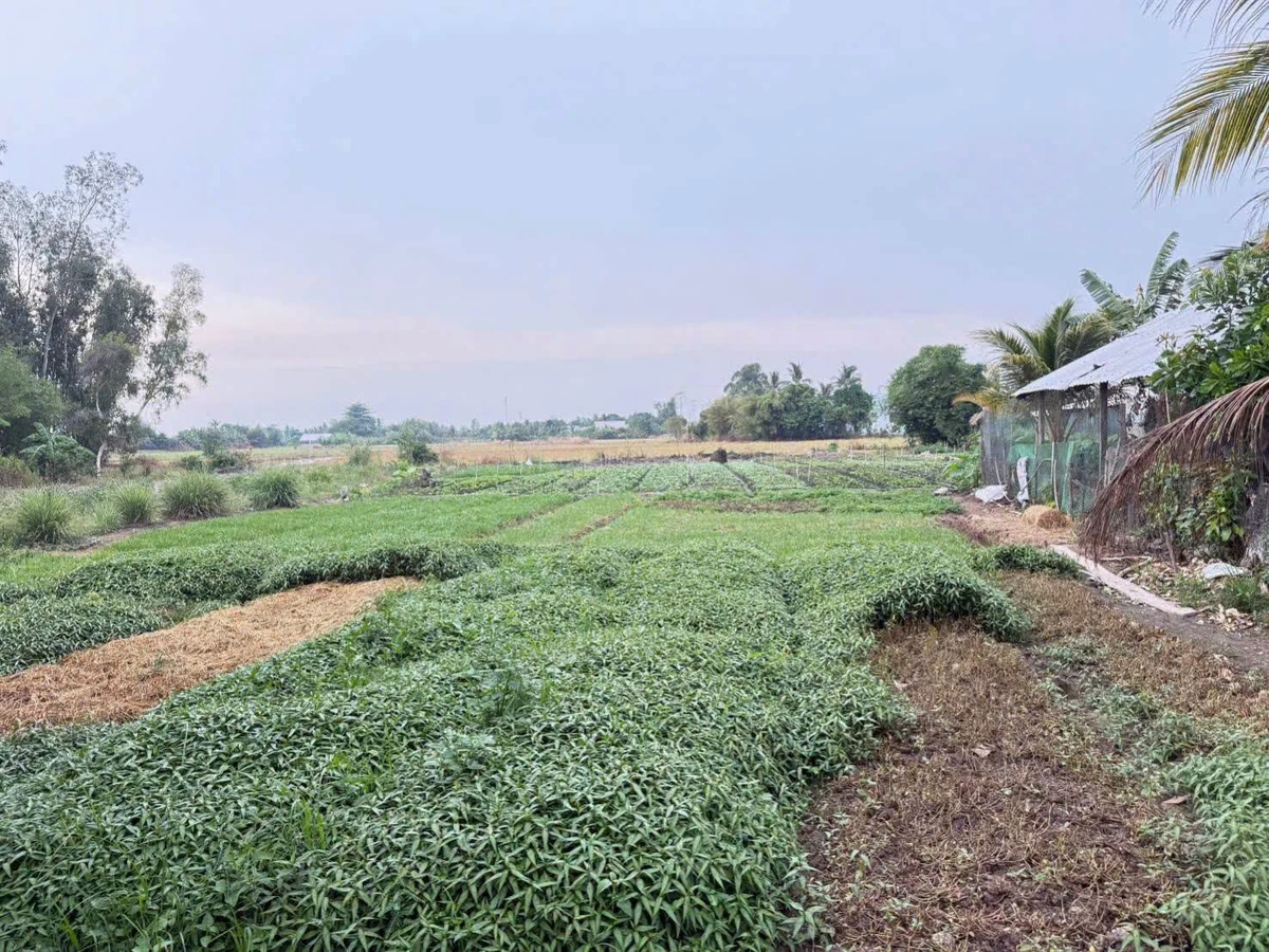 Bán đất vườn 1,4ha Thạnh Lộc Nhà Bè 850 triệu - Ảnh 1