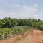 Bán đất 1300m2 giá 290 triệu, đường 19m, Bình Dương - Ảnh thu nhỏ 3