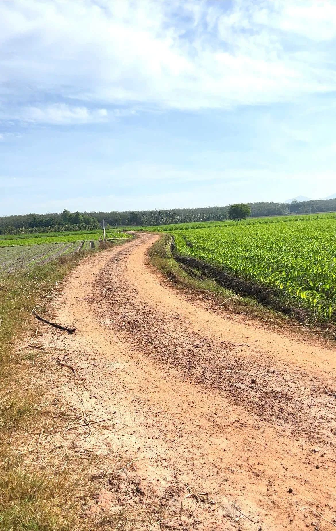 Bán 2000m² đất LUC Châu Thành Tây Ninh 400 triệu - Ảnh 1