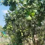 Bán vườn trái cây giáp Suối Lớn - có sẵn thổ cư - mặt tiền bê tông - Khu dân cư - Ảnh thu nhỏ 24