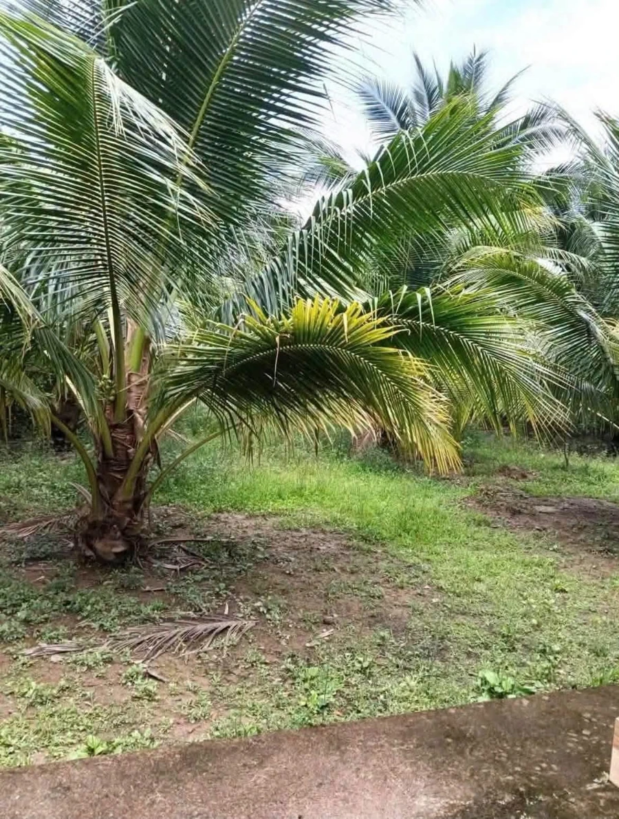 Bán đất vườn 1289m² có nhà tại Phú Tân, Cần Giờ - Ảnh thu nhỏ 2