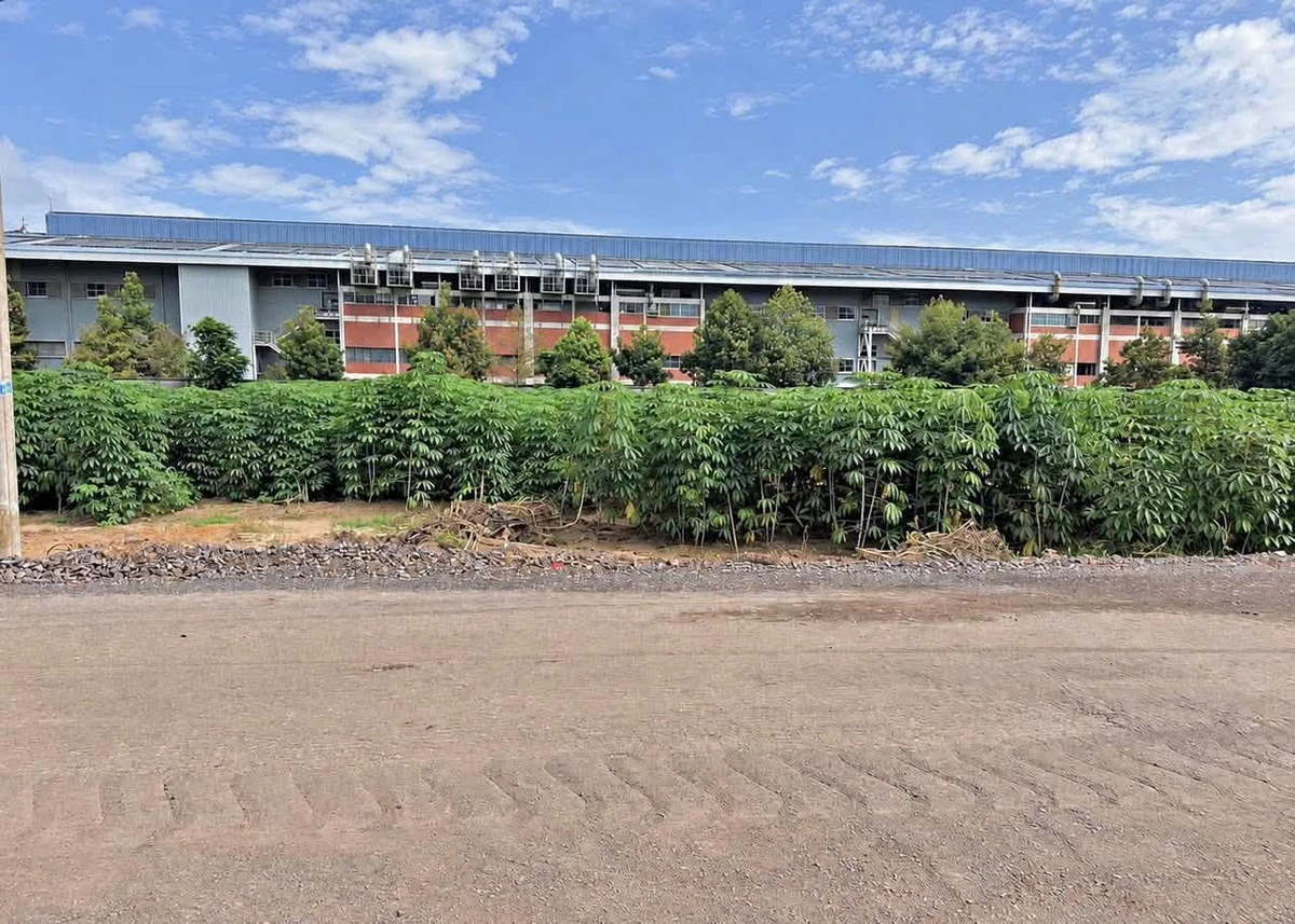 Bán đất 500m2 sau Công ty Allwell, Bà Rịa - Vũng Tàu - Ảnh thu nhỏ 3