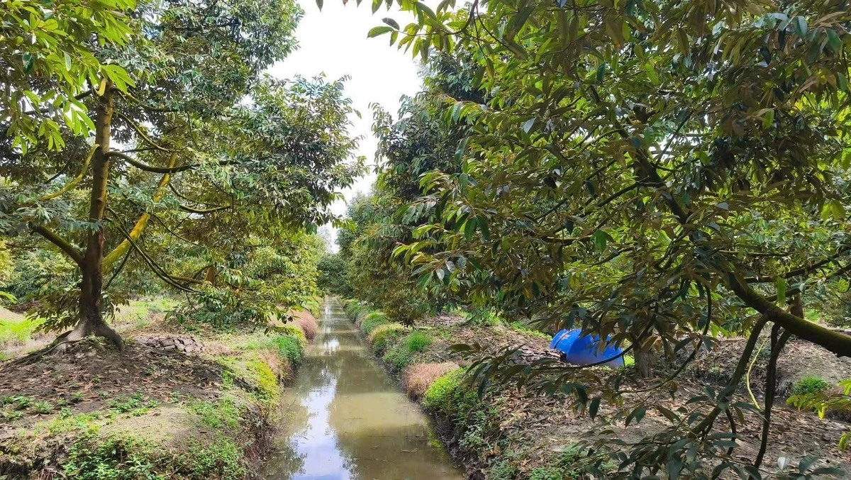 Bán 11 công đất trồng sầu riêng Cần Thơ - Ảnh thu nhỏ 3