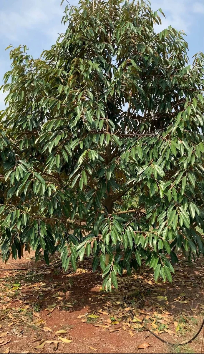 Bán 3ha đất sầu riêng sen cafe Nghĩa Trung 12 tỷ - Ảnh thu nhỏ 4