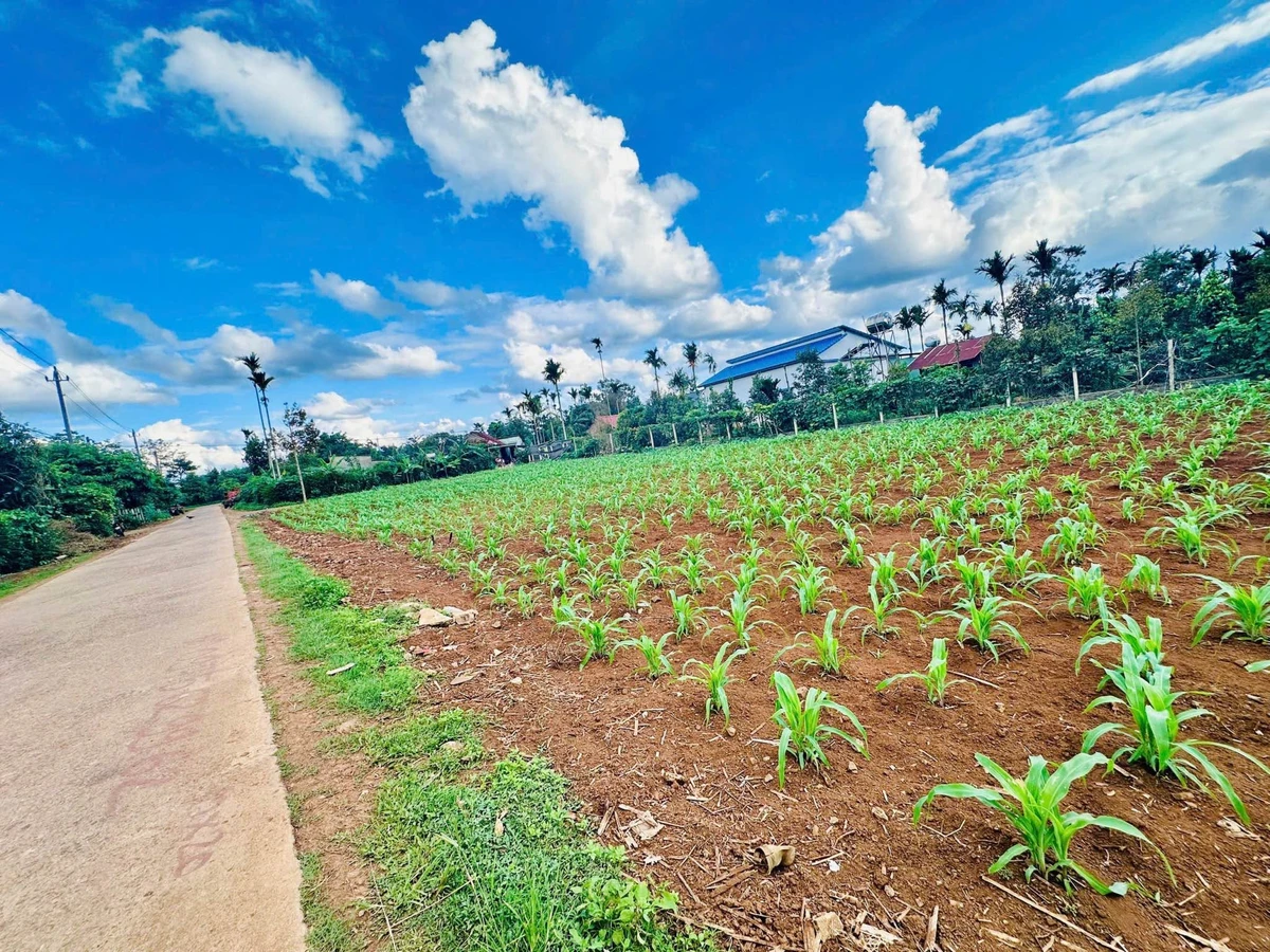 Bán đất nền 200m² gần chợ Cuordang, Bình Dương, 900 triệu - Ảnh thu nhỏ 2