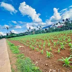 Bán đất nền 200m² gần chợ Cuordang, Bình Dương, 900 triệu - Ảnh thu nhỏ 2