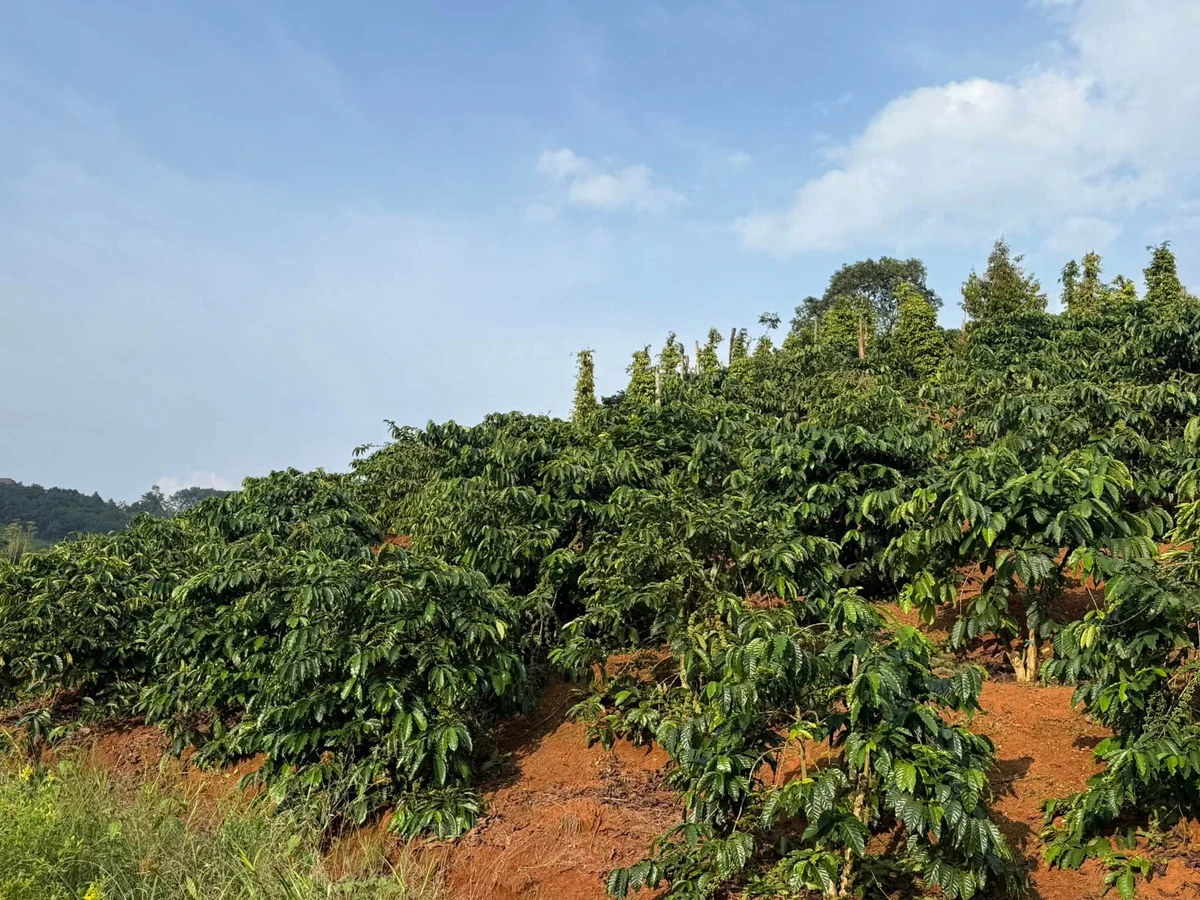 Bán đất 25000m² (2.5ha) tại Đắk Song, giá 4.3 tỷ - Ảnh thu nhỏ 2