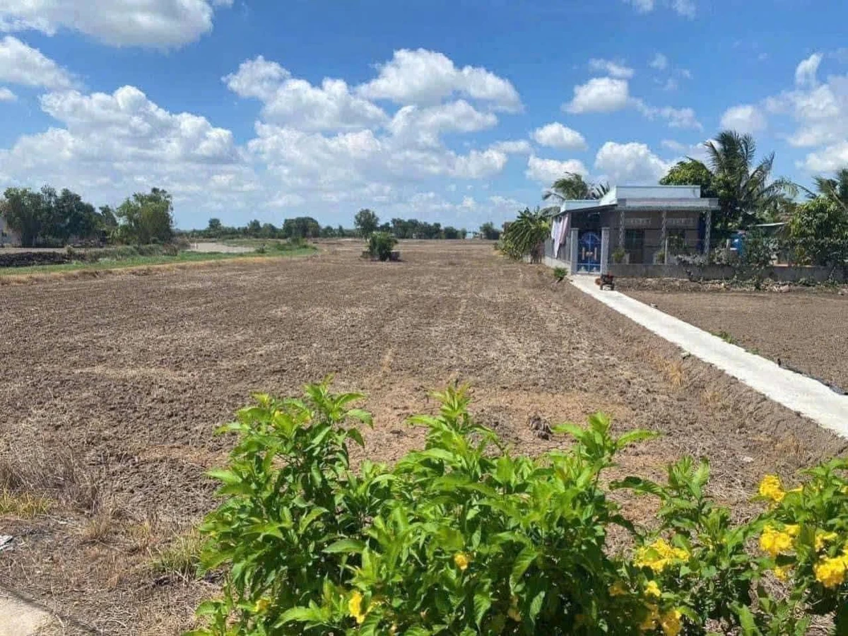 Bán 2000m² đất lúa 3 mặt tiền Phước Đông, Cần Dước - Ảnh thu nhỏ 4