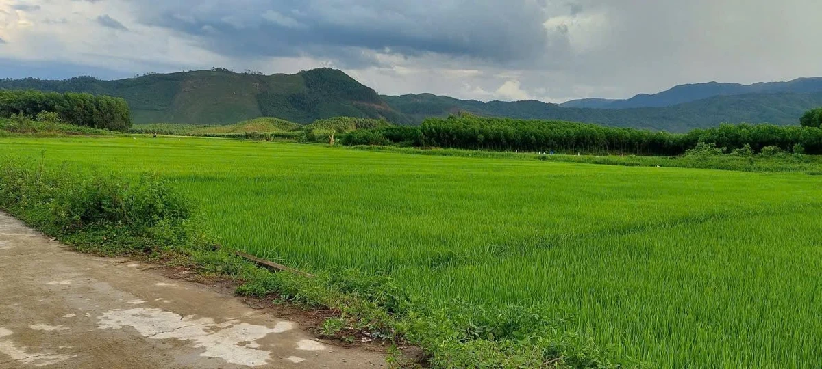 Bán đất xây nhà vườn 468m2 view cánh đồng Xã Hòa Phú - Ảnh thu nhỏ 5
