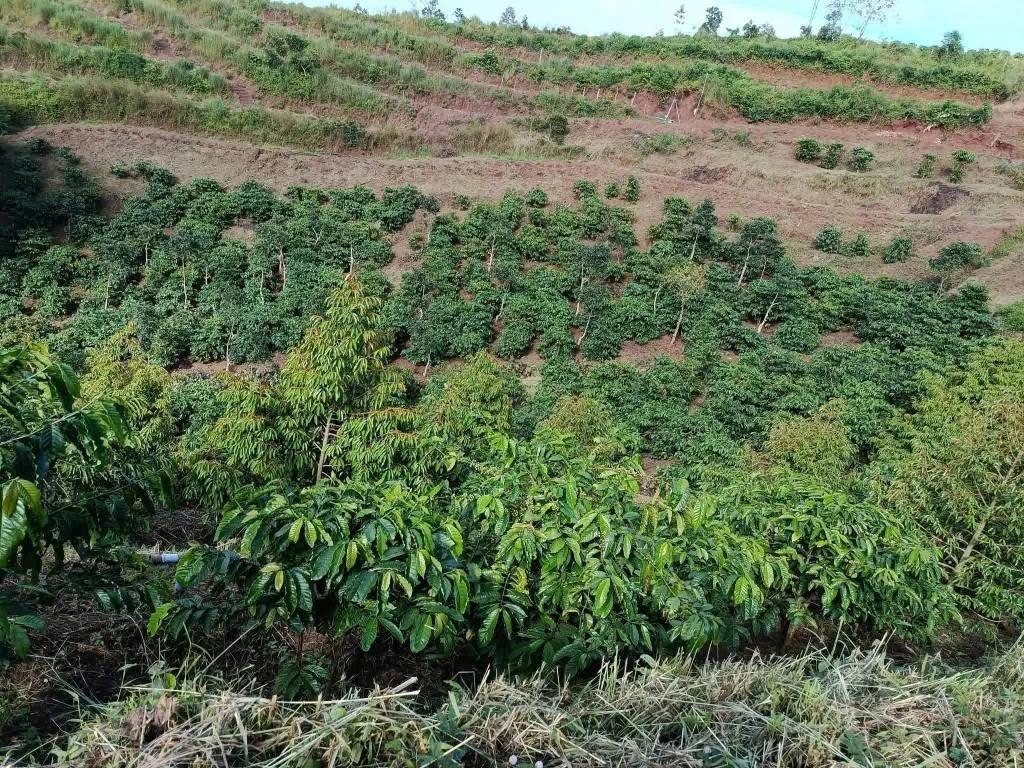 Bán đất rẫy 1,3 ha trồng cà phê, sầu riêng tại Cư Né, Krông Búk, Đắk Lắk - Ảnh thu nhỏ 4