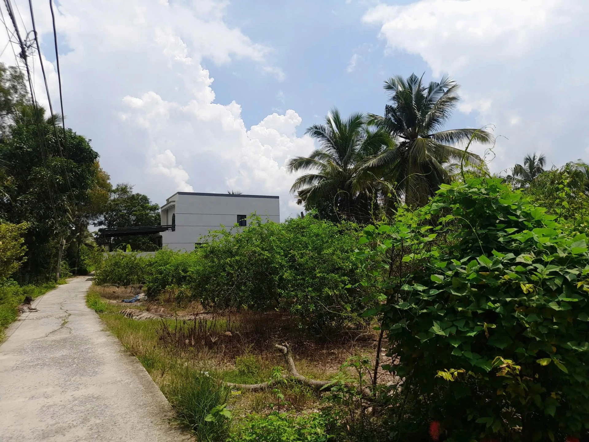Bán đất biệt thự Phú Tân 786m² Bình Chánh 2,1 tỷ - Ảnh 1