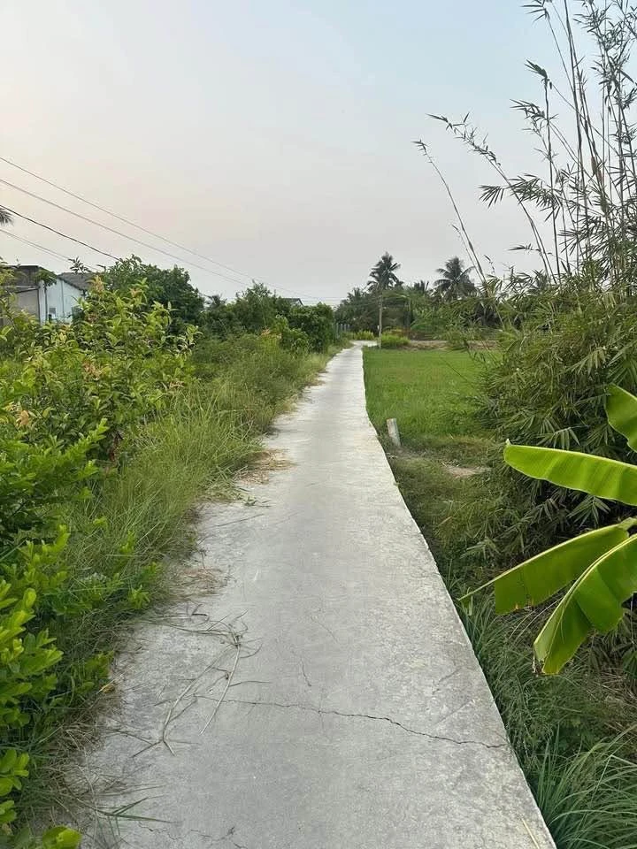 Bán 4 công đất lúa tại Phường Tân An, Long An - Ảnh 1