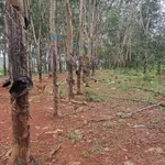 Bán 9 hecta đất trồng mít và cao su tại Đồng Nai - Ảnh thu nhỏ 1