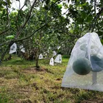 Chính chủ bán lại đất vườn, có thổ cư tại xã Tân Thạch, huyện Châu Thành, tỉnh Bến Tre - Ảnh thu nhỏ 2