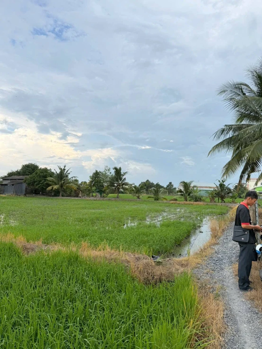 Bán đất lúa 2000m² Tân Bình, Tân Trụ, Long An - Ảnh thu nhỏ 5