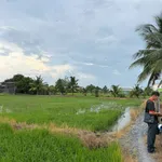 Bán đất lúa 2000m² Tân Bình, Tân Trụ, Long An - Ảnh thu nhỏ 5