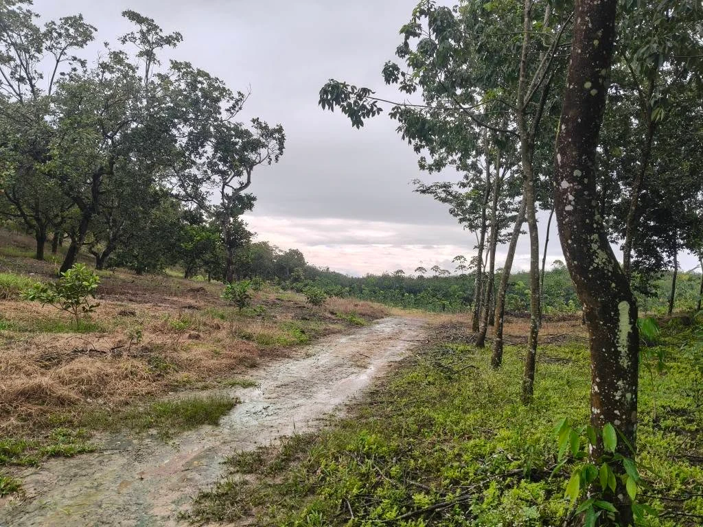 Bán lô đất cao su 5.6 ha Phú Trung Đồng Nai - Ảnh thu nhỏ 3