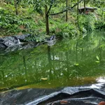 Bán vườn sầu riêng 2ha Tân Phú Đồng Nai, 2,3 tỷ - Ảnh thu nhỏ 5