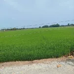 Bán đất lúa 9394m² Tân Thành, Long An - Ảnh thu nhỏ 3